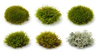 Green moss collection isolated on white background featuring various species and textures for natural design elements and botanical projects.
