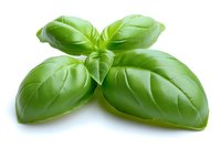 Fresh green basil leaves arranged in star shape on white background, aromatic culinary herb isolated for cooking and food design projects.