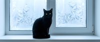 Black cat sitting on windowsill looking out at snowy winter landscape through frosted glass panes, domestic pet gazing outdoors.