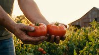 Farmer holding fresh ripe red tomatoes in cupped hands at sunset in organic vegetable garden. Harvest time concept for healthy eating and agriculture.