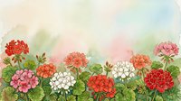Watercolor geranium flowers in red, pink and white blooming against a soft pastel background with copy space for text.