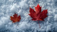Red maple leaves on fresh snow with dramatic cloudy sky background create seasonal contrast between autumn and winter nature elements.