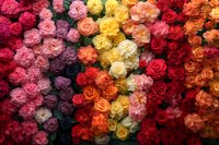 Vibrant rainbow arrangement of fresh roses and carnations in gradient colors from pink to red creating stunning floral display for celebrations and events.