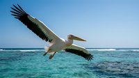 Majestic pelican soaring over turquoise ocean waters with outstretched wings against clear blue sky, showcasing graceful flight and natural wildlife behavior.
