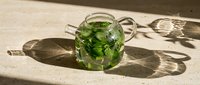 Fresh mint tea in glass teapot with green leaves steeping in hot water on sunlit surface with natural shadows for wellness and herbal beverage concepts.