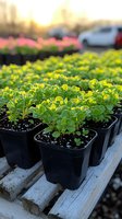 Young green seedlings growing in black plastic pots at garden center nursery, arranged on wooden pallet with sunset background and pink flowers in distance.
