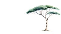 Minimalist watercolor African acacia tree with spreading canopy and slender trunk against white background, painted in soft green and brown tones.