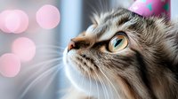 Close-up portrait of gray tabby cat with bright yellow eyes gazing upward against blurred pink bokeh background, showing detailed whiskers and soft fur texture.