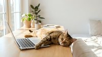 Tabby cat sleeping peacefully next to laptop on wooden desk in bright home office with plants and natural sunlight streaming through window.