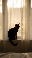 Black cat sitting on windowsill gazing outside through sheer curtains with warm sunlight streaming in, perfect for pet and home decor themes.
