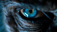 Extreme close-up of intense bright blue human eye with detailed iris texture and dark dramatic shadows, artistic macro photography for medical or fantasy concepts.