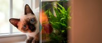 Young Siamese or colorpoint kitten with blue eyes peeking around aquarium with tropical fish and aquatic plants indoors.