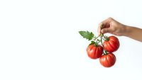 Hand holding fresh red tomatoes on vine with green leaves isolated on white background for healthy cooking and organic food concepts.