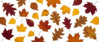 Autumn leaves collection isolated on white background featuring maple, oak and birch foliage in warm fall colors for seasonal design projects.