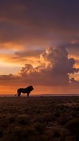 Majestic lion silhouette standing on African savanna during golden sunset with dramatic orange and purple clouds creating breathtaking wildlife landscape scene.