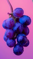 Fresh purple grapes with water drops on vibrant pink background. Macro shot showing juicy fruit texture and natural dewdrops in dramatic lighting.