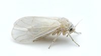 Pale insect with transparent wings and elongated body, resembling a lacewing or similar predatory arthropod, isolated on white background for educational and scientific use.