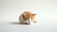 Adorable orange and white kitten sleeping peacefully on clean white surface, perfect for pet care campaigns and animal welfare content.