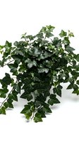 Lush green ivy plant with trailing vines and heart-shaped leaves isolated on white background, ready for design projects and botanical compositions.
