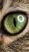 Extreme macro closeup of a cat green eye with vertical slit pupil and detailed iris texture, surrounded by brown fur.