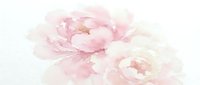 Soft pink watercolor peony flowers blooming on white background for wedding invitations, feminine branding, and romantic design projects.