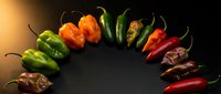 Colorful assortment of fresh chili peppers arranged in circle on dark background. Variety of hot peppers including green, red, orange and dried chilies for cooking.