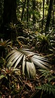Dense tropical rainforest floor with lush ferns, palm fronds and exotic plants creating natural jungle atmosphere for environmental and nature projects.