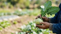 Farmer holding fresh green cabbage seedling with soil-covered roots in hands outdoors, ready for planting in vegetable garden or agricultural field.