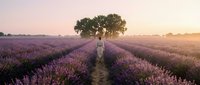 Woman in white dress standing on path through blooming lavender field at sunset, surrounded by purple flowers and solitary tree in distance.