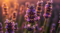 Purple lavender flowers blooming in golden sunset light with soft bokeh background creating peaceful aromatherapy garden atmosphere for wellness relaxation.