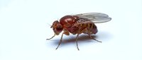 Reddish-brown fruit fly with transparent wings on white background, suitable for scientific, educational, and pest control materials.