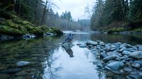 Tranquil forest river flowing through mossy rocks and evergreen trees in misty wilderness landscape for nature and outdoor adventure themes.