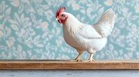 White chicken standing on wooden plank against floral turquoise wallpaper background, side view of domestic hen with red comb in rustic farmhouse setting.
