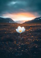 Lone white anemone flower blooming in mountain meadow at sunset, dramatic moody sky with orange glow illuminating dark landscape and wildflowers.
