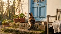 Calico cat sitting on rustic stone steps near blue wooden door with potted plants in warm sunlight creating peaceful countryside home entrance scene.