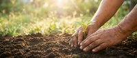 Hands protecting young green plant seedling growing in rich soil with warm sunlight, symbolizing growth, care, environmental protection and new life.