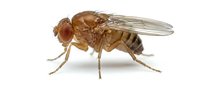 Fruit fly with brown coloring and transparent wings isolated on white background, suitable for scientific, educational, and pest control materials.