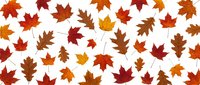 Colorful autumn leaves scattered on white background. Fall foliage pattern with maple and oak leaves in orange, red, yellow colors for seasonal designs.