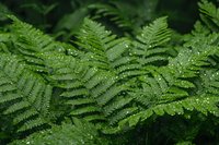 Fresh green fern leaves covered with morning dew drops in natural forest environment, creating lush botanical background with selective focus.