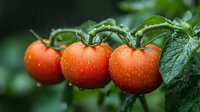 Fresh ripe tomatoes on vine with water drops and green leaves in natural garden setting, macro photography showing vibrant colors and texture.