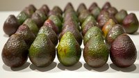 Fresh ripe avocados arranged in rows showing natural color variation from dark purple to bright green, highlighting produce freshness and quality.