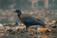 Black and rufous-brown crow scavenging through urban waste and debris at sunset, standing among scattered garbage and fallen leaves in natural lighting.