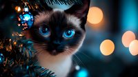 Siamese cat with striking blue eyes peering through Christmas tree branches against blurred bokeh lights creating magical holiday atmosphere.