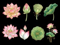 Botanical water lily and lotus flower illustrations with green leaves isolated on transparent background, ready for clipart, t-shirt design, stickers, sublimation and print-on-demand projects.