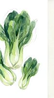 Watercolor bok choy vegetables with green leaves and white stems on transparent background for healthy cooking and organic food designs.