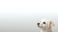 Adorable golden retriever puppy looking up with curious expression against clean white background for pet care and training content.