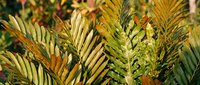 Young fern fronds unfurling with golden and green tones, displaying natural growth stages. Suitable for botanical, nature, and garden design projects.