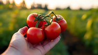 Fresh ripe red tomatoes on vine held in hand against blurred garden background during golden sunset hour, showcasing organic farming and harvest season.