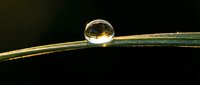 Water droplet on green grass blade with golden light reflection creating natural macro photography composition against dark background.