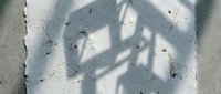 Palm tree shadow cast on pristine white sand beach with scattered shells and natural debris creating tropical vacation atmosphere.